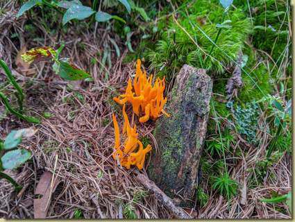 Calocera viscosa...