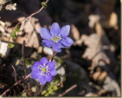 prime fioriture di Hepatica nobilis...