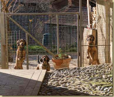 il trio di Ara...