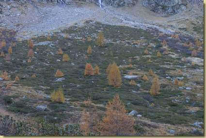 sul pianoro dell'Alpe Banella...