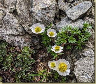 Ranunculus glacialis...