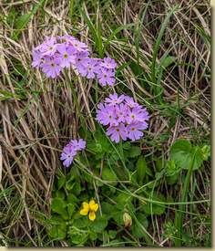 Primula farinosa...