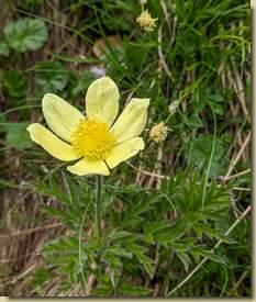 Anemone alpina...