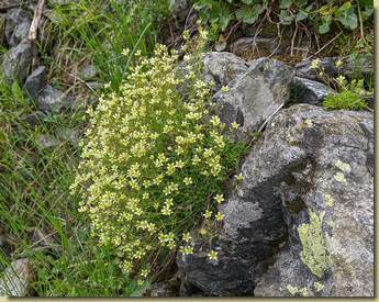 Saxifraga moschata...
