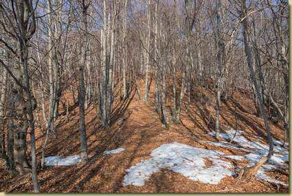 nel bosco...