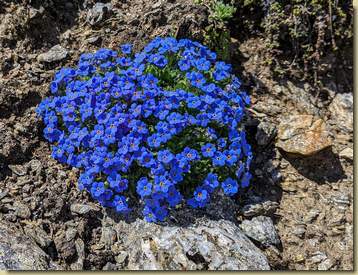 Eritrichium...
