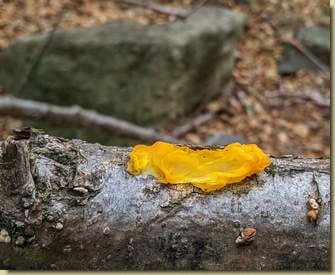 una bella Tremella mesenterica...