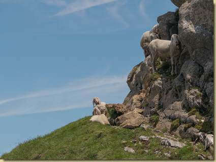 pecore alpiniste...