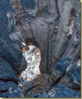 è vuoto all'interno (ma la pianta è ancora viva...)