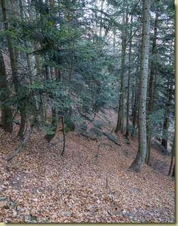 nel più tranquillo bosco...