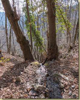 rio che scorre tra i due alberi...
