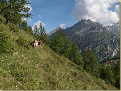 mucca sul sentiero...