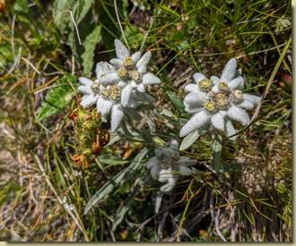 Stelle alpine...