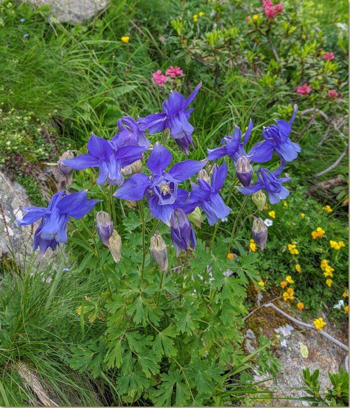 Aquilegia...