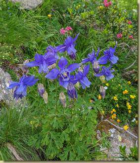 Aquilegia alpina...
