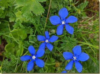Genziana...