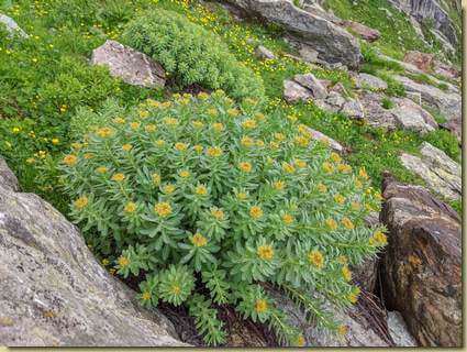 Rhodiola rosea...