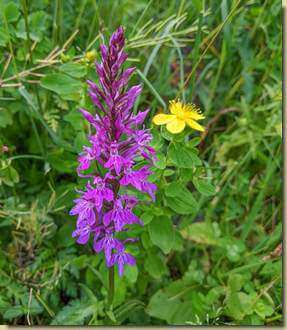 Dactylorhiza...