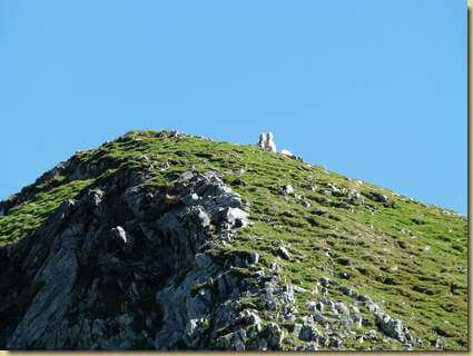  pecore in attesa sul Monte Loccia di Peve...