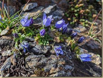 Campanula cenisia...