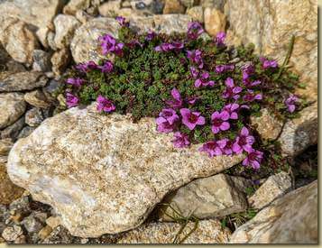 Saxifraga...