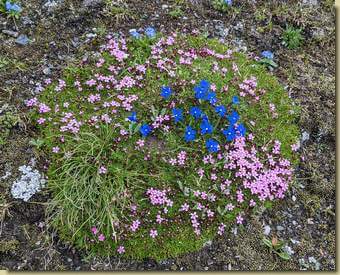 bella composizione di fiori...