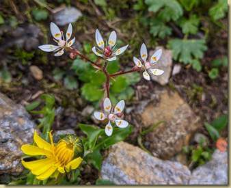 sempre molto bella la Sassifraga stellata...