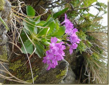 Primula pedemontana