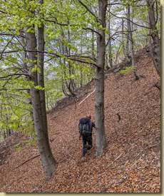 traverso nella faggeta...