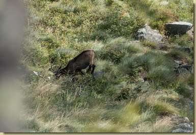 camoscio solitario...