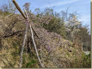 il glicine è fiorito...