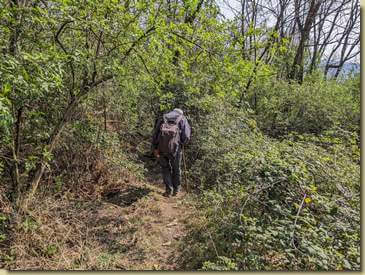 sentiero assediato dai rovi...