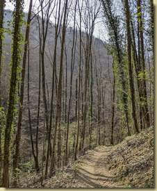 alti alberi in cerca di luce...