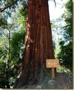 sequoia di Masera...