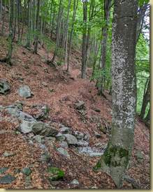 nella faggeta poco più a valle della strada asfaltata...