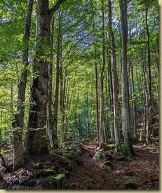 nel suggestivo bosco iniziale...