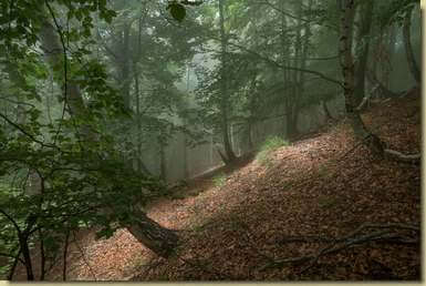 bosco "magico"...