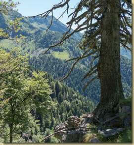 ritorno all'albero  di riferimento...
