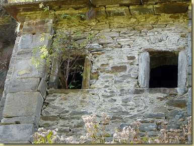 pianta affacciata alla finestra...