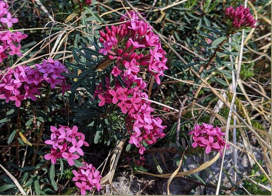Daphne cneorum...