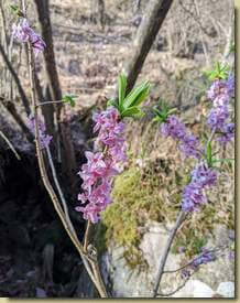 Daphne mezereum...