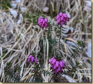 ultime fioriture per la bella Erica Valsesiana...