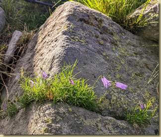Campanula excisa...