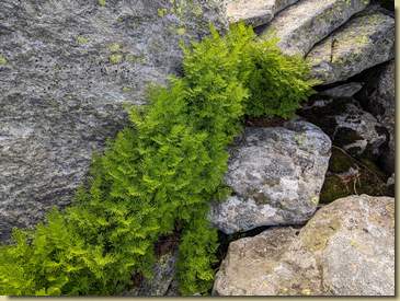 Cryptogramma crispa...