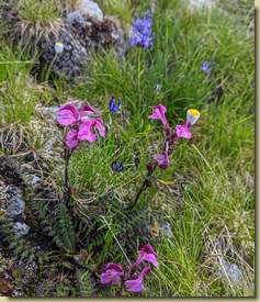 fioriture sul Monte Bò...