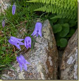 Campanula excisa...