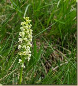 Pseudorchis albida...