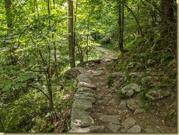 Ritorno nel bosco...
