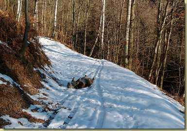 rotolando sulla neve...