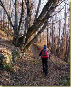salendo nel bosco...
